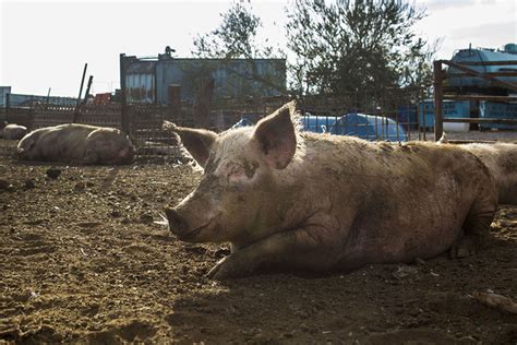 North Las Vegas farmer who earned his chops in pig business …