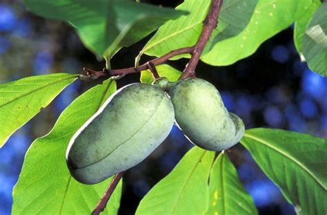 15 sept 2021 ... The pawpaw, a small green fruit is native to the Eastern U.S. and has been in the Ohio River Valley region for over 30000 years.. 