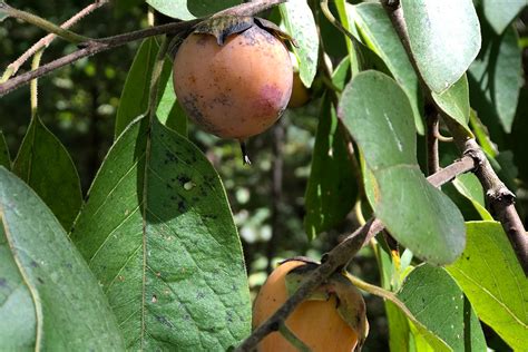 American persimmons (Diospyros virginiana) are native to the eastern half of the state. They’re often found in groves where many seedlings have germinated side-by-side. When allowed to develop on their own, they grow to 30 to 35 ft. tall and 20 to 25 ft. wide. Their fruit is quarter-sized and very astringent ("puckerish") until it’s exposed .... 