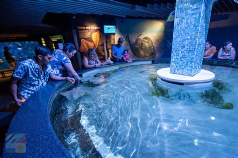 North carolina aquarium at pine knoll shores. Explore North Carolina's native aquatic life and habitats at the largest saltwater aquarium in the state. See a submarine, a shipwreck, a stingray touch-tank, a sea turtle, and more at … 