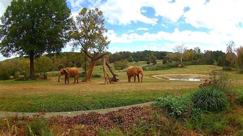 North carolina zoo asheboro nc. Learn everything you need to know about the NC Zoo, the world's largest natural habitat zoo in Asheboro, NC. Find out when to visit, how to get there, what to see, where to eat, and more in this … 