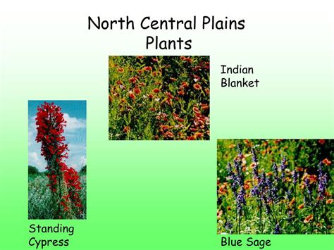 North central plains plants. Generally, the area of the Great Plains in Texas is colder than the rest of the state. The reason for this is that the cold winds come from the north and travel down the Great Plains region. The farther north you go, the colder it gets. In the panhandle, January temperatures average 34 degrees Fahrenheit. 