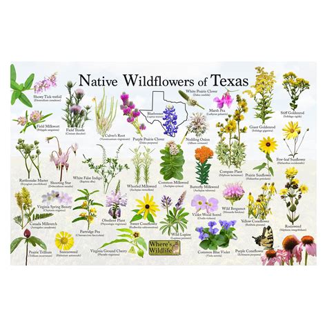 North central texas wildflowers field guide. - Schrift und zeichen der völker von der urzeit bis heute.