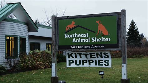 North east animal shelter. The Northeast Animal Shelter, located in Salem, MA, is one of New England's largest no-kill animal shelter for puppies, kittens, cats, and dogs. Open daily. Northeast Animal Shelter 347 Highland Avenue Salem, MA 01970 (978) 745-9888. We are open for adoption seven days a week from 11:30am-5pm – no appointment necessary! 