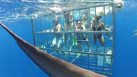 North shore shark adventures. Adult Cage Diver ages 13+ : $130. Child Cage Diver (ages 3 to 12): $80. Adult Boat Rider | Along for the ride, no dive (ages 13 and older): $80. Child Boat Riders | Along for the ride, no dive (ages 3 to 12): $80. Infant Boat Riders (ages 2 and under): FREE. Reservation required. Infants not allowed on tours after 9am. 