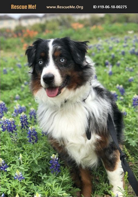 North texas australian shepherd rescue. North Texas Australian Shepherd Rescue. January 22 · Welcome Azure Jones to NTASR! Sweet Azure was on our intake list when he was surrendered to a local Animal Shelter where after he completed his "stray" hold, we scooped him right up. 