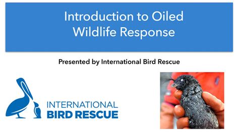 North to Alaska! - International Bird Rescue