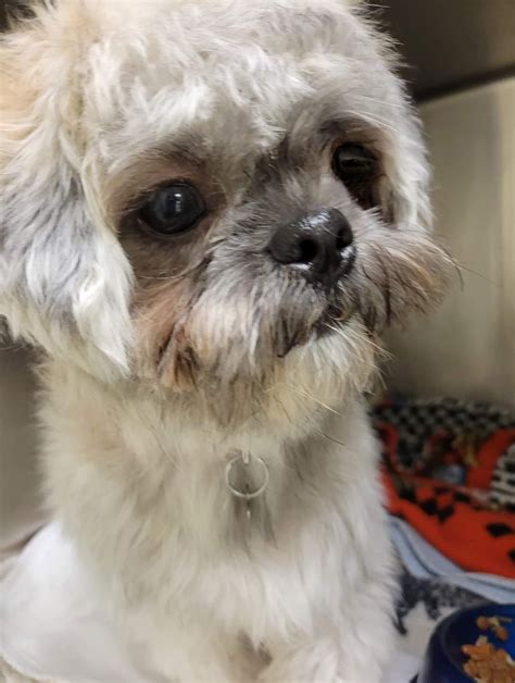 "Click here now to view all Arizona Maltese Rescue Groups and Maltese Dog Shelters." ― ♥ RESCUE SHELTER NETWORK ♥ ۬ ... Northcentral Maltese Rescie, Inc (Shelter #1122401) x Racine County Racine, WI 53402 MAP IT: View Website New Tab: CONTACT: Mary PaImer 262-800-3323; Trudy PieshI 509-968-9001:. 