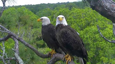 Northeast florida bald eagle cam. The nest at the North East Florida Eagle Cam (NEFL) is home to bald eagle Gabrielle and Beau. To learn more or if you have specific questions visit these lin... 