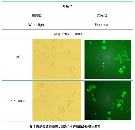 Northern杂交分析 - 实验方法 - 丁香通 - biomart.cn