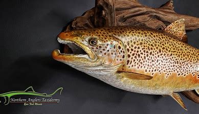 Northern Anglers Taxidermy LLC Company Profile Laurel, MT ...