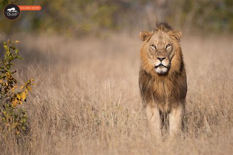 Northern Avoca Males There were... - Avoca Male Lions