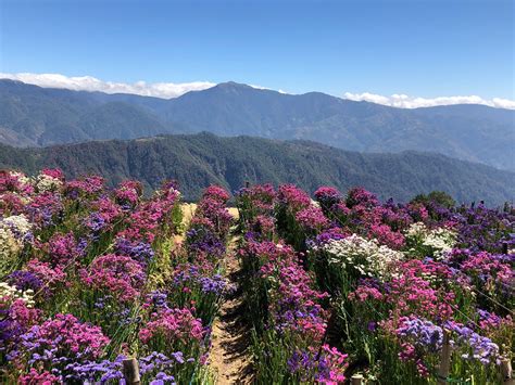 Northern Blossom Flower Farm [Atok, Benguet 2024 Guide]