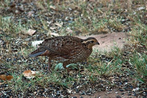 Northern Bobwhite Birds Wiki Fandom