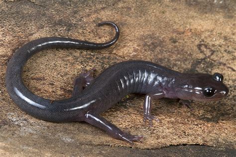 Northern Gray-cheeked Salamander