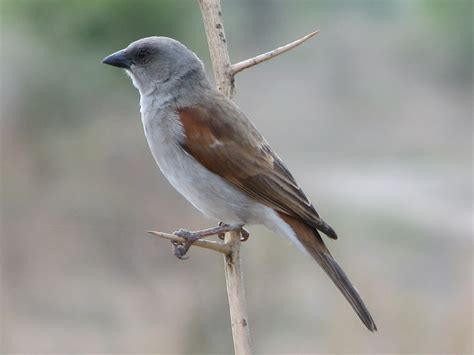 Northern Grey-headed Sparrow (Passer griseus) :: xeno-canto