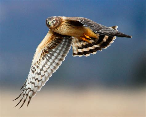 Northern Harrier - YouTube