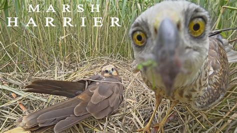 Northern Harrier on Nest with Chicks - YouTube