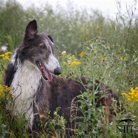 Northern Hounds - Instagram