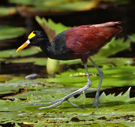 Northern Jacana (Q579621) - Wikidata