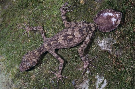 Northern Leaf-tailed Gecko - Queensland Museum