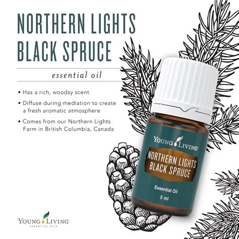 Northern Lights Black Spruce Natural Essential Oil Young …