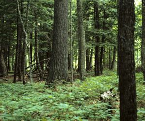 Northern Mesic Forest - Wisconsin DNR