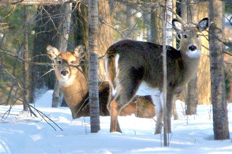 Northern Minnesota tree-planting project is building better forests for deer