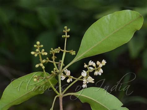 Northern Olive (Chionanthus ramiflora - Technigro