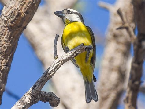 Northern Shrike - eBird