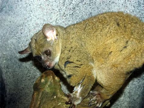 Northern greater galago - Wikipedia