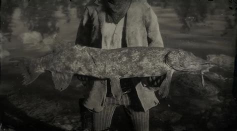 An RDR2 Longnose Gar can be easily identified by its thin nose; which separates this fish from other large-sized species such as Channel Catfish, Muskie, Lake Sturgeon, and Northern Pike. Endemic to the swamps in Lemoyne, the Longnose Gar in Red Dead Redemption II is an accessible fish that must be caught if you aim for Total …. 