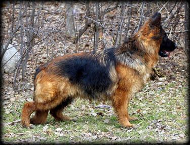 NorthernSky German Shepherds