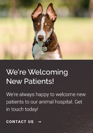 Northgate Veterinary Clinic, Seattle GP Veterinarian