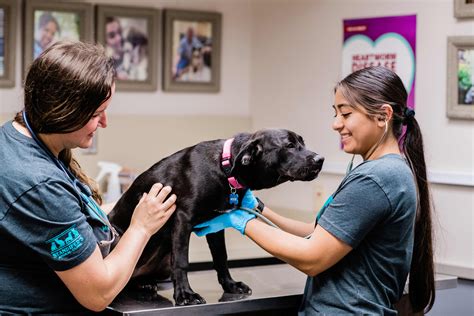 Northlake animal hospital. Exciting opportunity in Mandeville, LA for Northlake Veterinary Hospital as a Veterinarian - Northlake Veterinary Hospital 