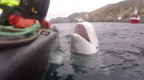 Noruega advierte a la población que se mantenga alejada de la ballena “espía” por la seguridad del animal