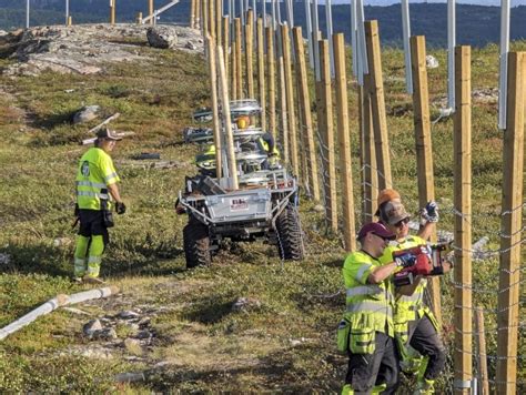 Norway rebuilding reindeer fence along border with Russia to stop costly hooves’ crossings