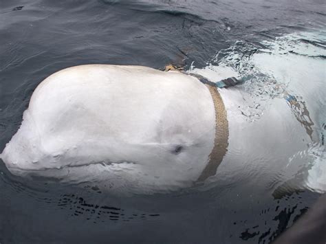 Norway says Beluga whale with apparent Russian-made harness swims south to Sweden