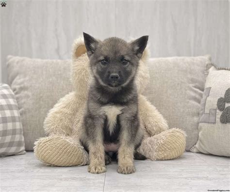 Norwegian elkhound for sale. Norwegian Elkhound Breed Information. The Norwegian Elkhound is a medium-sized dog breed that originated in Norway. These dogs weigh between 45-60 pounds and have a thick, grey coat that is weather- resistant to withstand the harsh Norwegian climate. The breed is known for its stamina, strength and hunting prowess with large game—including ... 