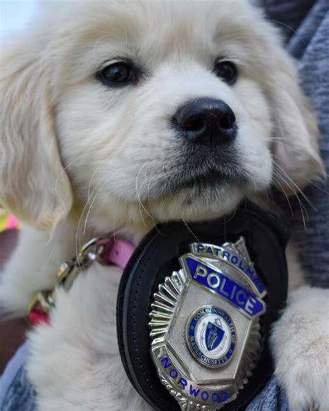 Norwood PD welcomes newest officer: an 8-week-old Golden Retriever in need of a name
