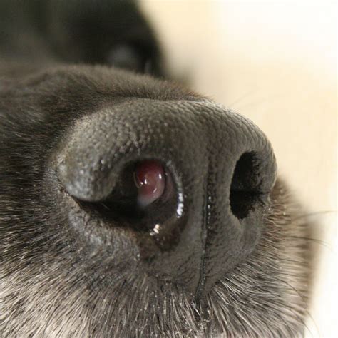 Nose Cancer in Dogs