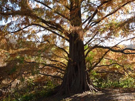 Not All Conifers are Evergreen Arnold Arboretum