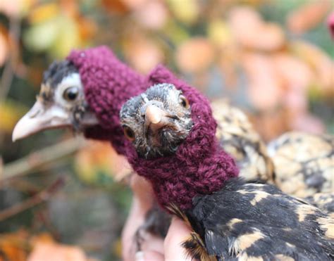 Not Enough Chickens Wear Hats - Start Up Knitting Is Fun