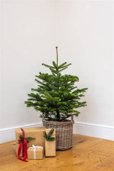 Not Just For Christmas - Buy A Pot Grown Christmas Tree To Keep …