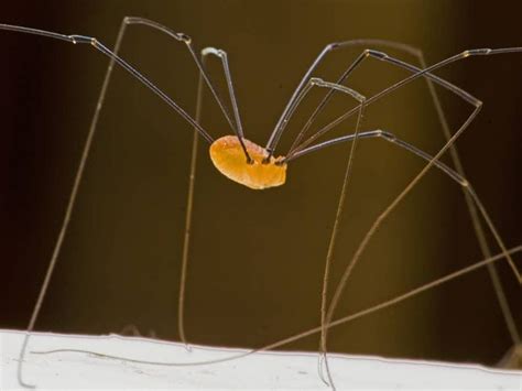 Note its small head and long legs