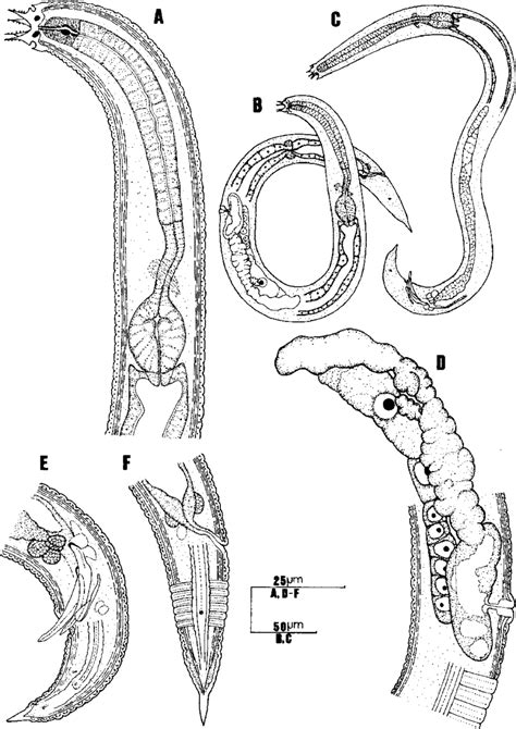 Nothacrobeles lanceolatus sp. n.—Sierra de Almijara