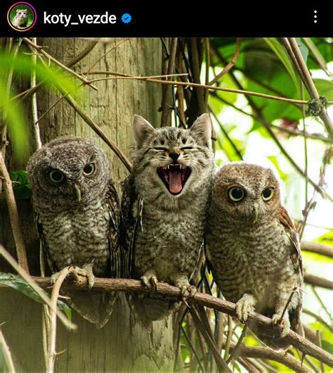 Notice something odd here 😂🦉😹 : r/Owls - Reddit