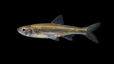 Notropis scepticus » NCFishes.com