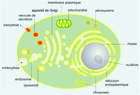 Nous recherchons une cellule d