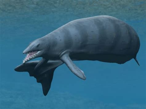 Nouvelles espèces de baleines préhistoriques… - Réseau-Cétacés